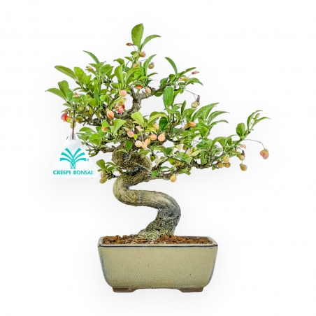 Euonymus - Evonimo - 25 cm