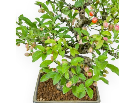 Euonymus - Fusain - 25 cm
