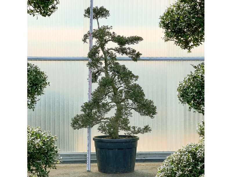 Ilex crenata - 240 cm