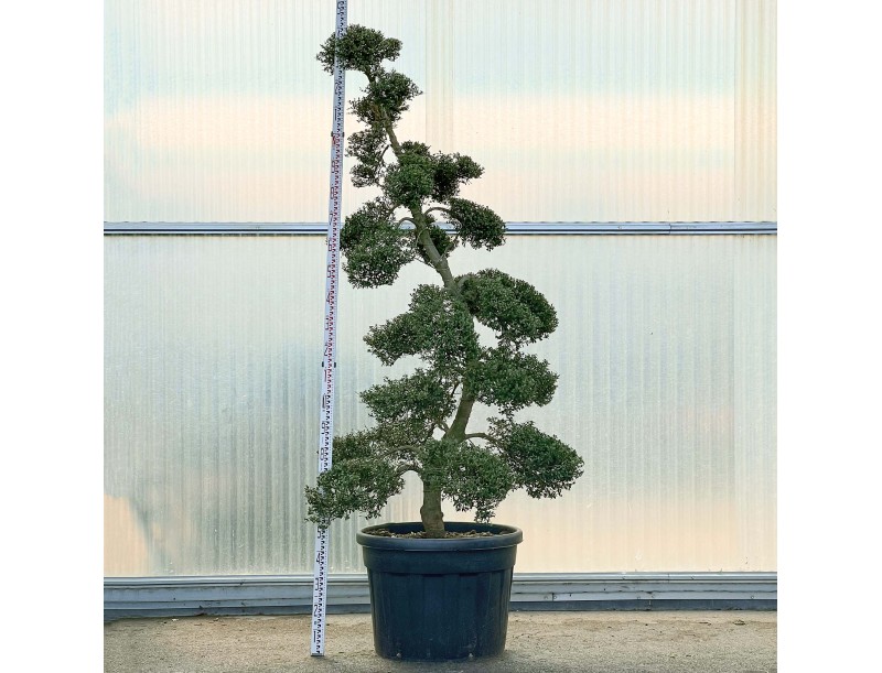 Ilex crenata - 240 cm
