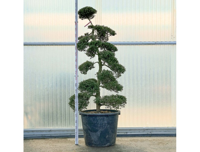 Ilex crenata - 230 cm