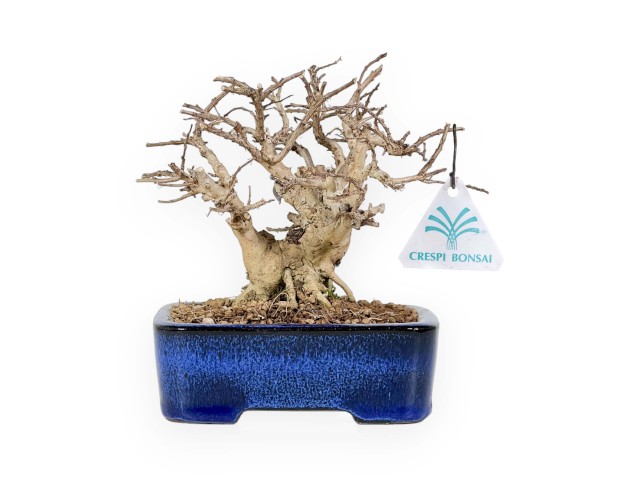 Lagerstroemia - Myrte de crêpe - 17 cm 2