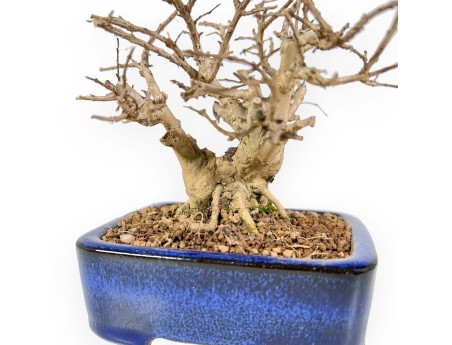 Lagerstroemia - Kreppmyrte - 17 cm