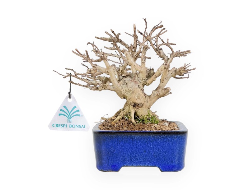 Lagerstroemia - Crape Myrtle - 17 cm