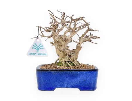 Lagerstroemia - Crespón de mirto - 17 cm