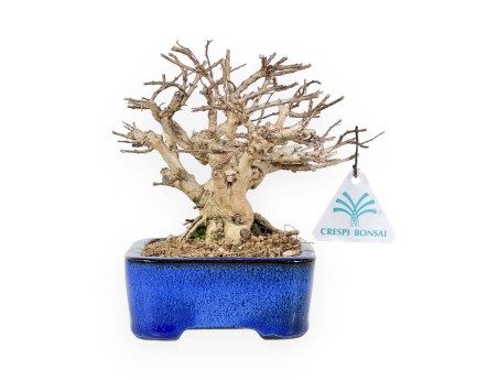 Lagerstroemia - Rouwband mirte - 17 cm