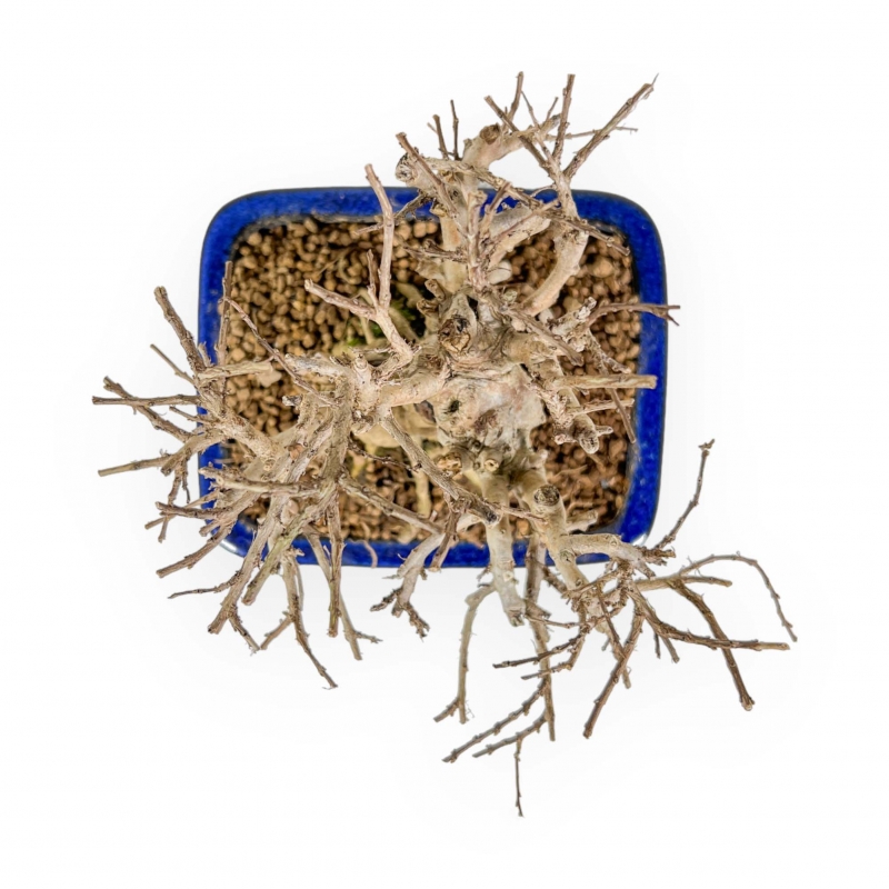 Lagerstroemia - Crespón de mirto - 17 cm