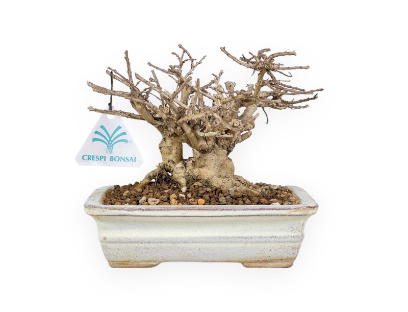Lagerstroemia - Kreppmyrte - 14 cm