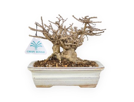 Lagerstroemia - Kreppmyrte - 14 cm