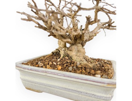 Lagerstroemia - Mirto Crespo - 14 cm