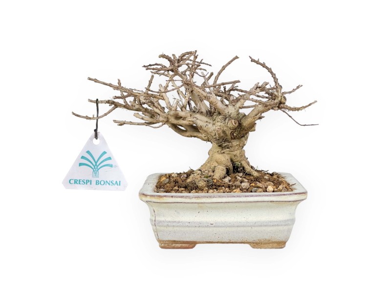 Lagerstroemia - Crespón de mirto - 14 cm