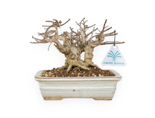 Lagerstroemia - Rouwband mirte - 14 cm 2