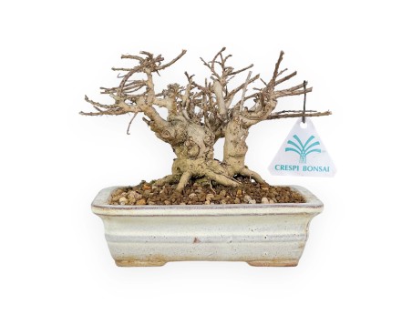 Lagerstroemia - Mirto Crespo - 14 cm