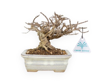 Lagerstroemia - Kreppmyrte - 14 cm