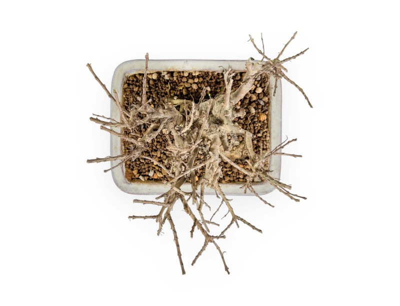 Lagerstroemia - Crespón de mirto - 14 cm