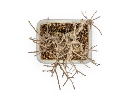 Lagerstroemia - Kreppmyrte - 14 cm
