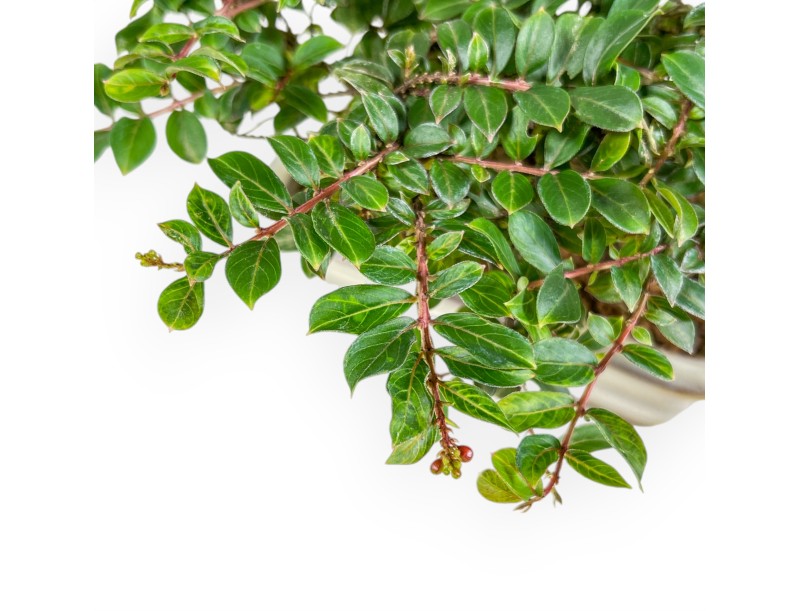 Lagerstroemia - Crape Myrtle - 14 cm