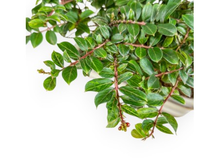 Lagerstroemia - Kreppmyrte - 14 cm