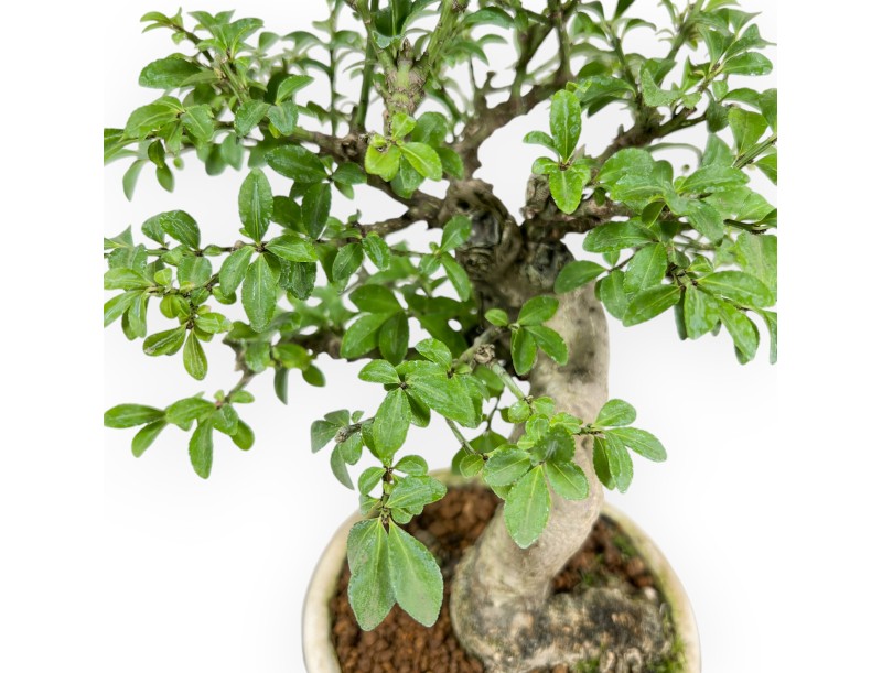 Euonymus Alatus - Evonimo Alato - 20 cm