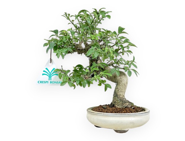 Euonymus Alatus - Evonimo Alato - 20 cm