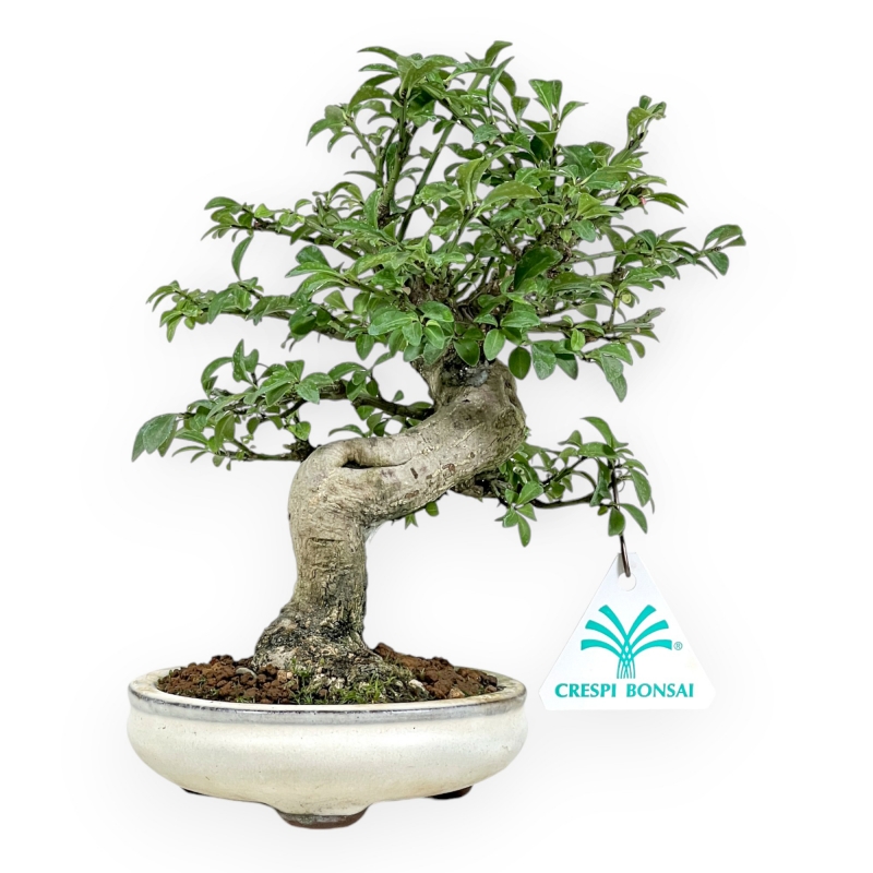 Euonymus Alatus - Spindle - 20 cm