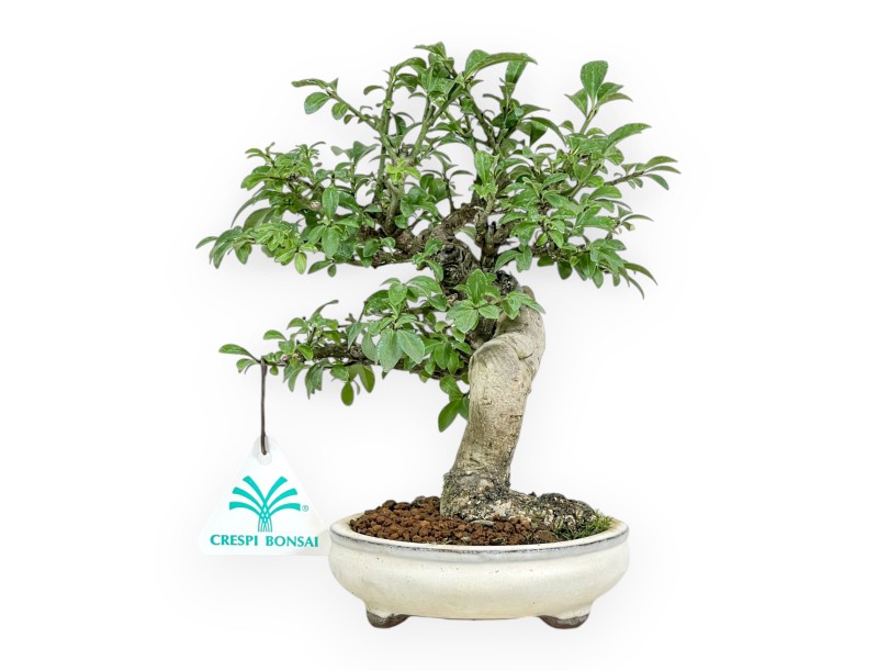 Euonymus Alatus - Spindle - 20 cm