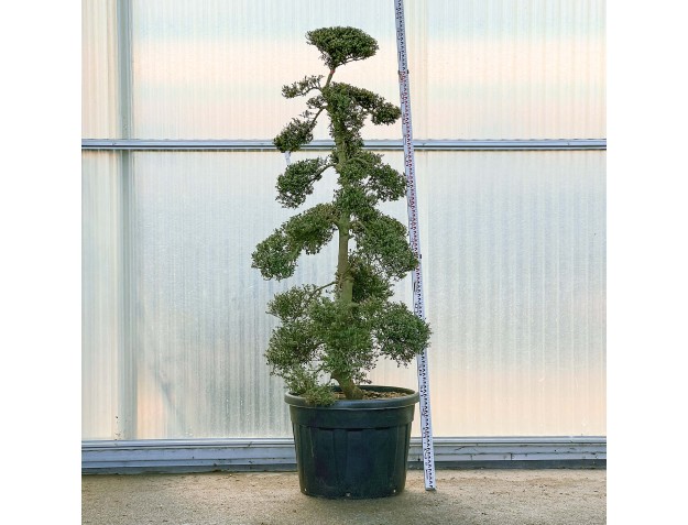 Ilex crenata - 225 cm