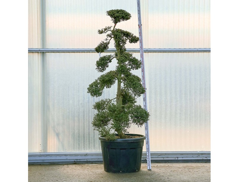 Ilex crenata - 225 cm