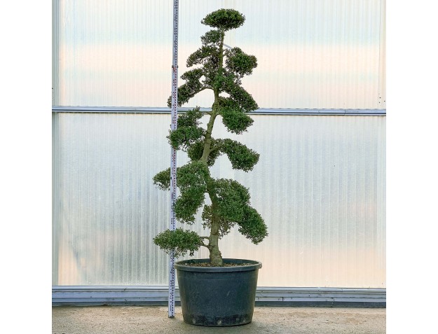 Ilex crenata - 245 cm