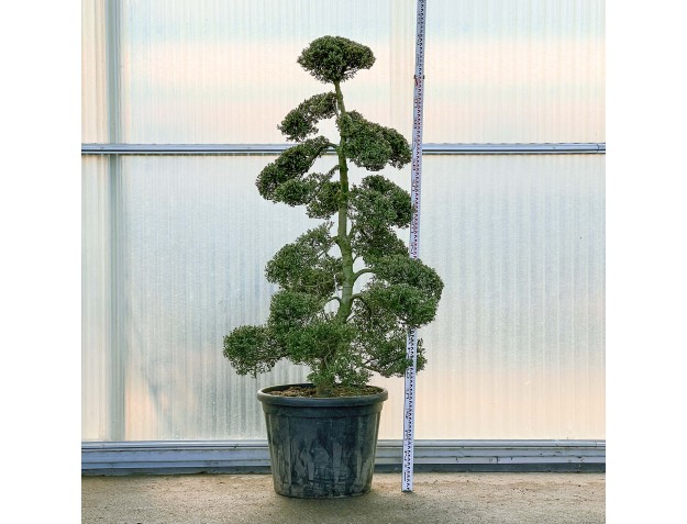 Ilex crenata - 220 cm