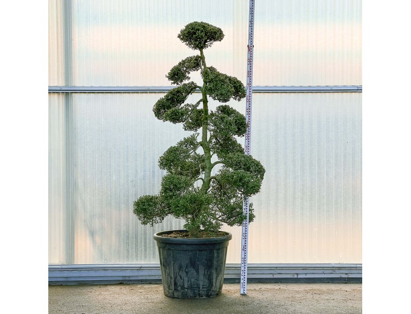 Ilex crenata - 220 cm
