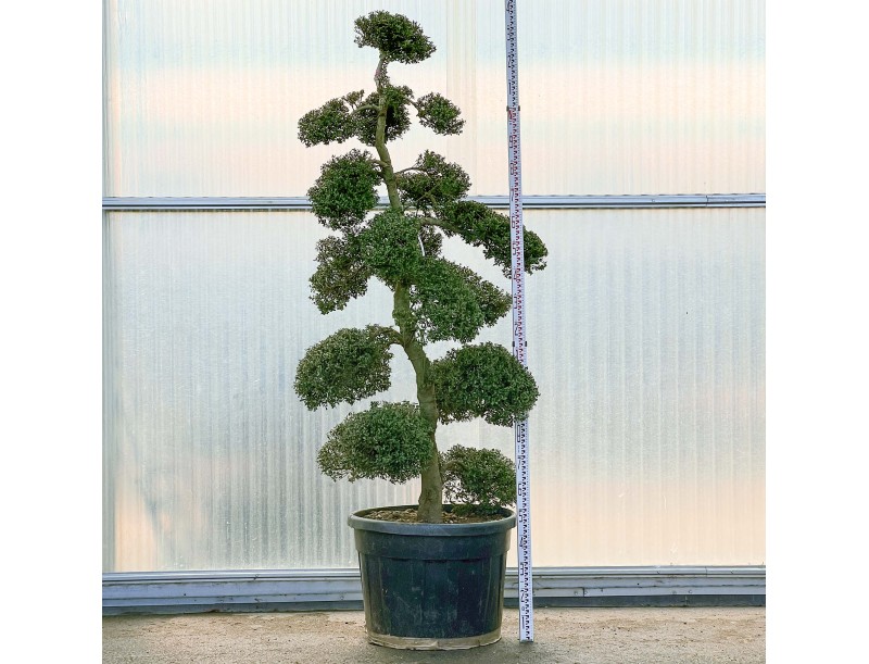 Ilex crenata - 240 cm