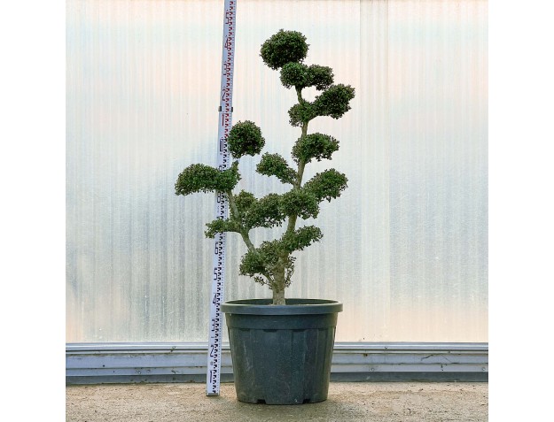 Ilex crenata - 145 cm