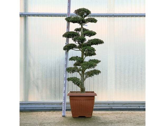 Ilex crenata - 170 cm