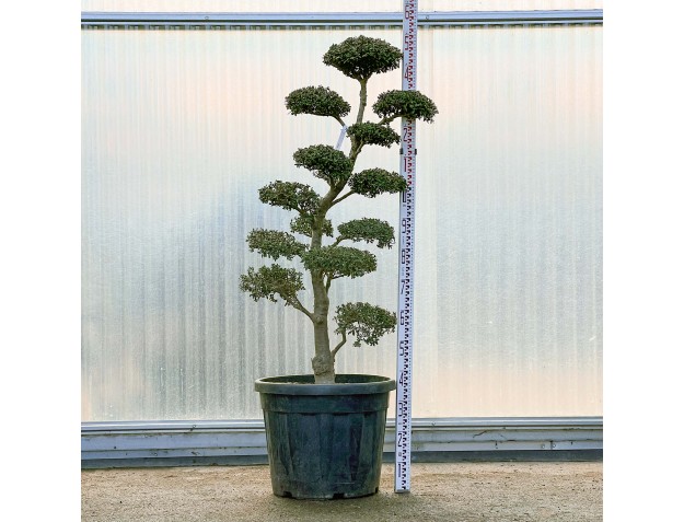 Ilex crenata - 150 cm