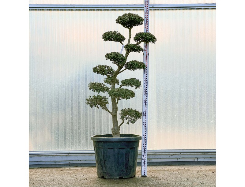 Ilex crenata - 150 cm