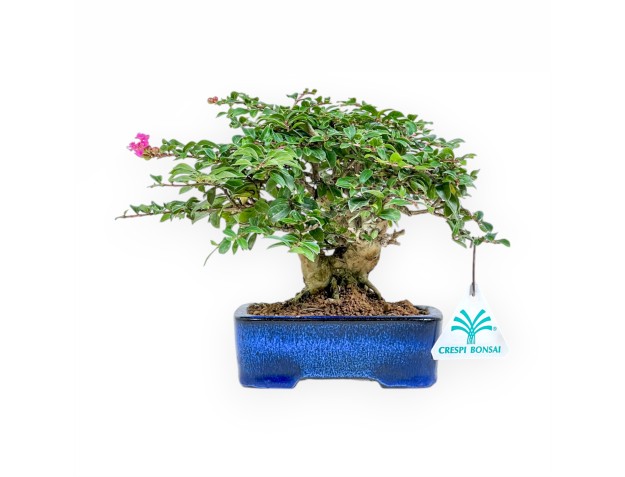 Lagerstroemia - Crape Myrtle - 17 cm