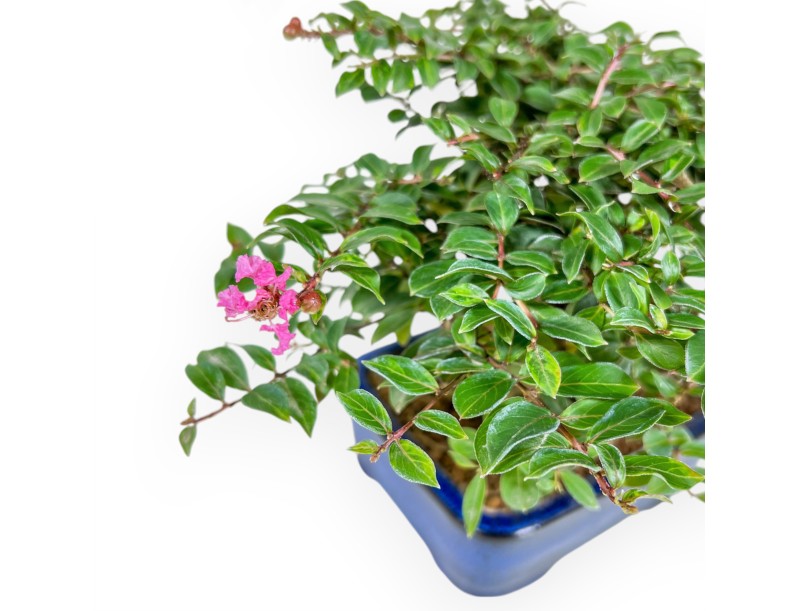 Lagerstroemia - Rouwband mirte - 17 cm