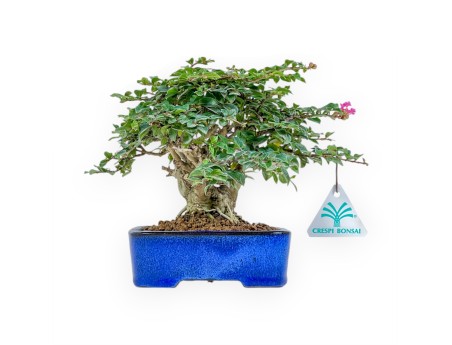 Lagerstroemia - Crape Myrtle - 17 cm