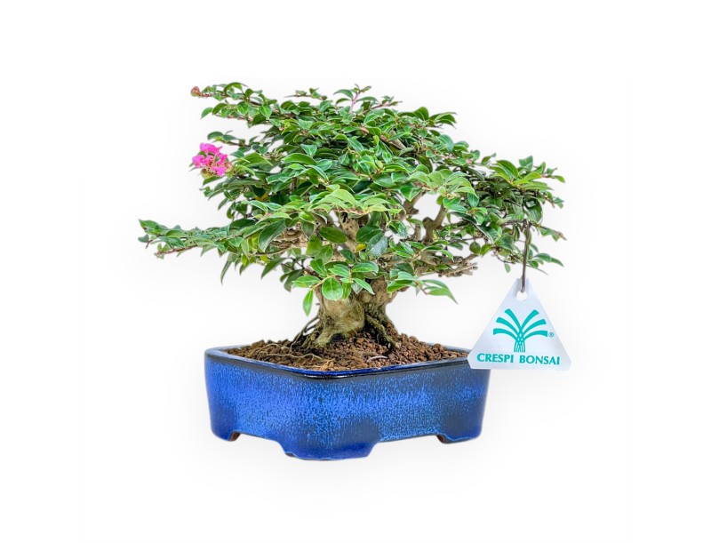 Lagerstroemia - Myrte de crêpe - 17 cm