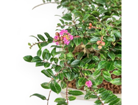 Lagerstroemia - Rouwband mirte - 14 cm