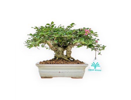 Lagerstroemia - Crape Myrtle - 14 cm