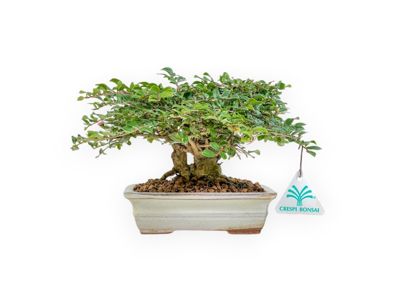 Lagerstroemia - Crespón de mirto - 14 cm