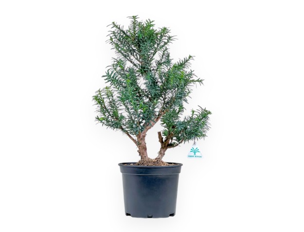 Taxus - Yew - 53 cm