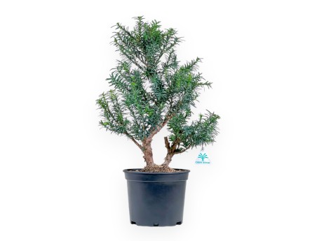 Taxus - Tasso - 53 cm