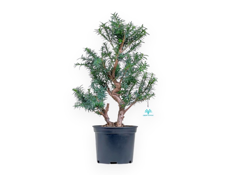 Taxus – Eibe – 53 cm
