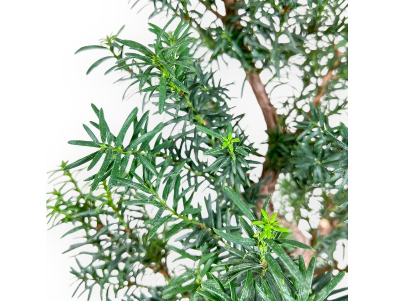 Taxus - Tejo - 53 cm