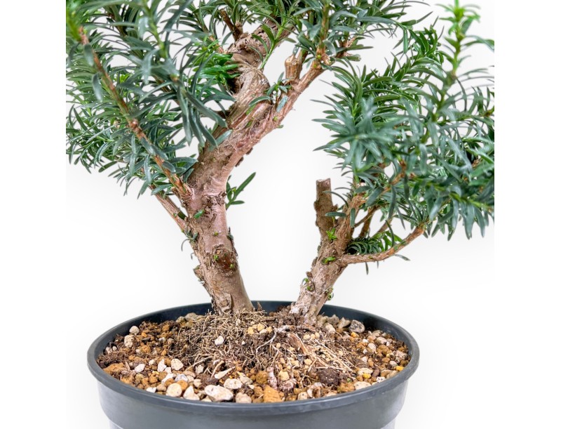 Taxus – Eibe – 53 cm