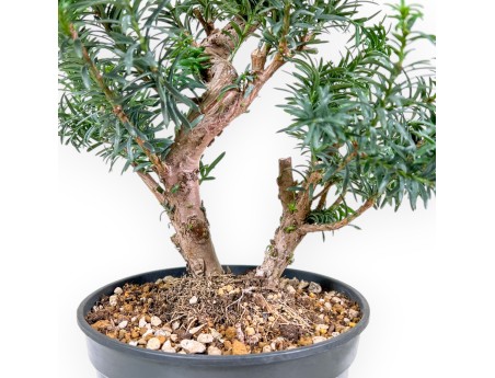 Taxus - Tasso - 53 cm