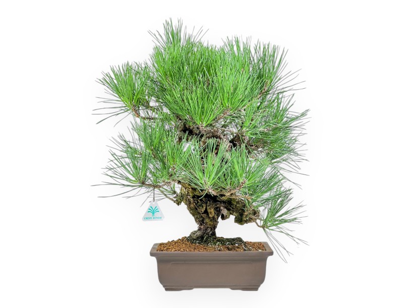 Pinus Thunbergii Corticosa - Pino Nero - 54 cm